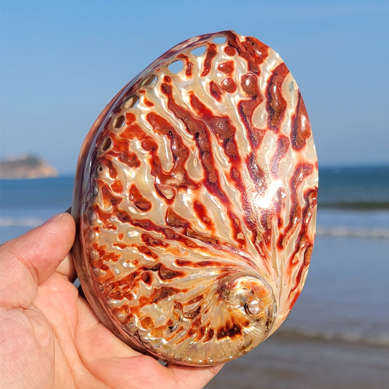 Home Decoration Red Pattern Ab - Marine Aquarium Decorations incelemesi ve fiyatı