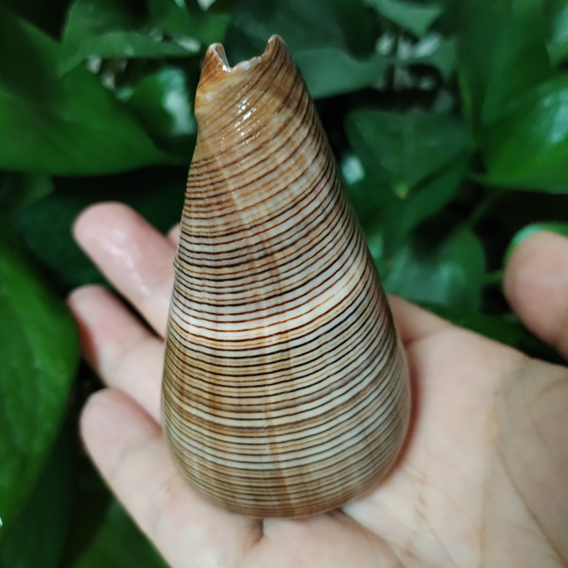 Natural Gold-veined Seashell C - Marine Aquarium Decorations incelemesi ve fiyatı