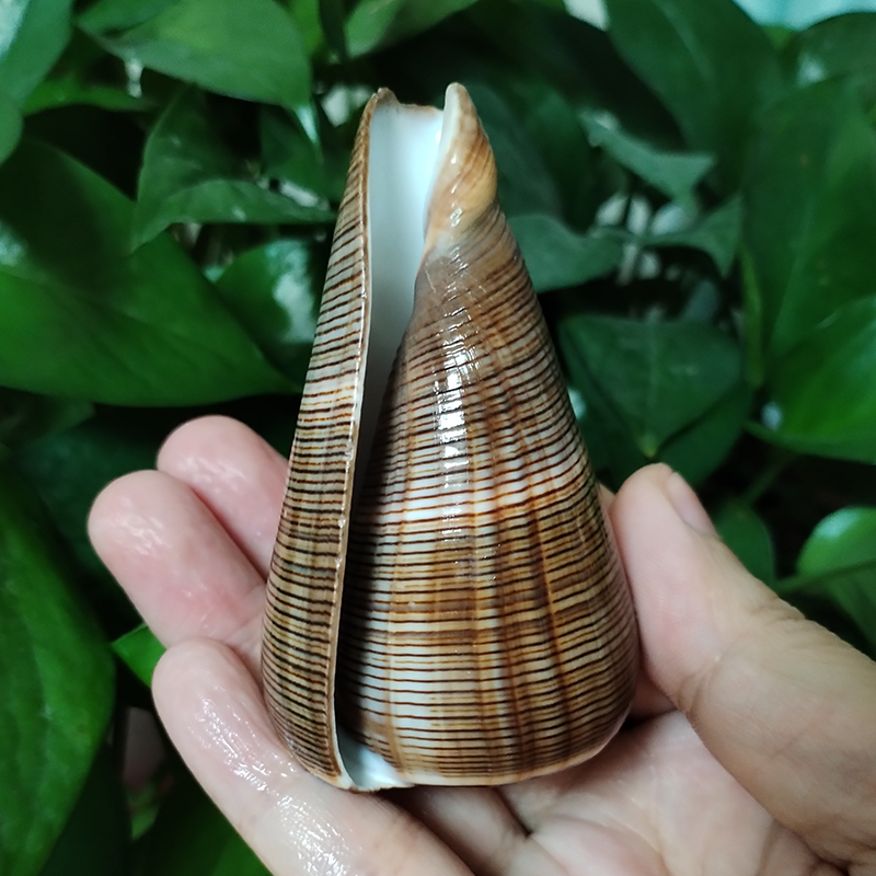 Natural Gold-veined Seashell C - Marine Aquarium Decorations incelemesi ve fiyatı