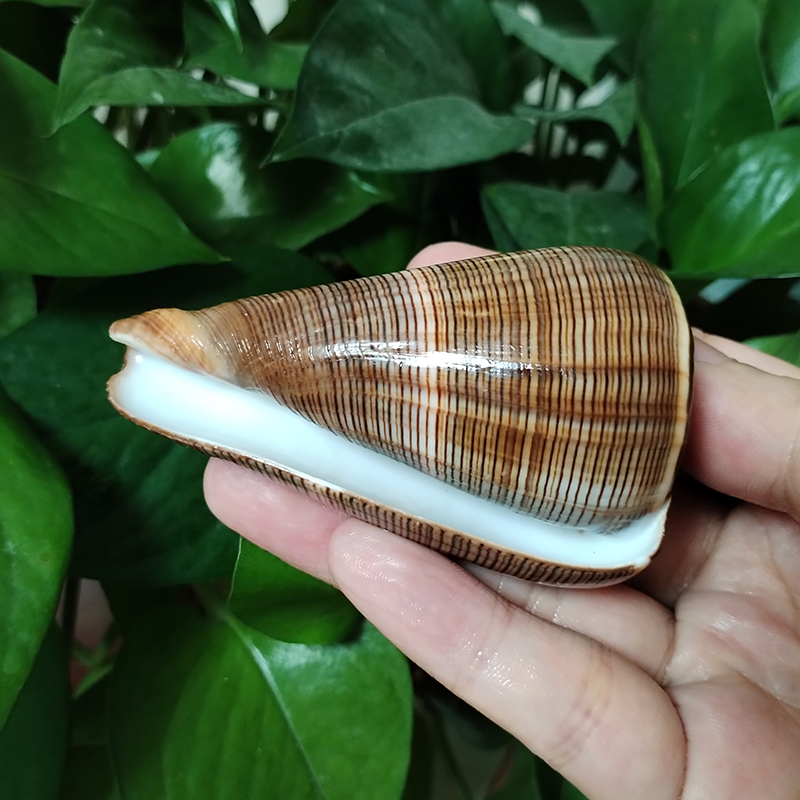 Natural Gold-veined Seashell C - Marine Aquarium Decorations incelemesi ve fiyatı