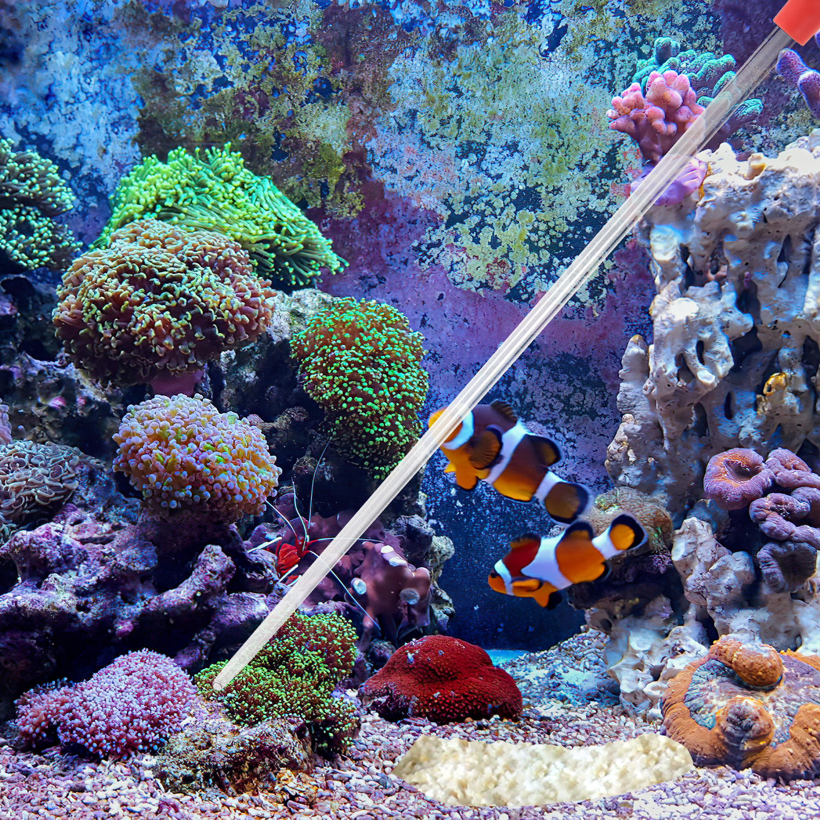40Cm Long Coral Feeding Tube A - Marine Aquarium Eel incelemesi ve fiyatı