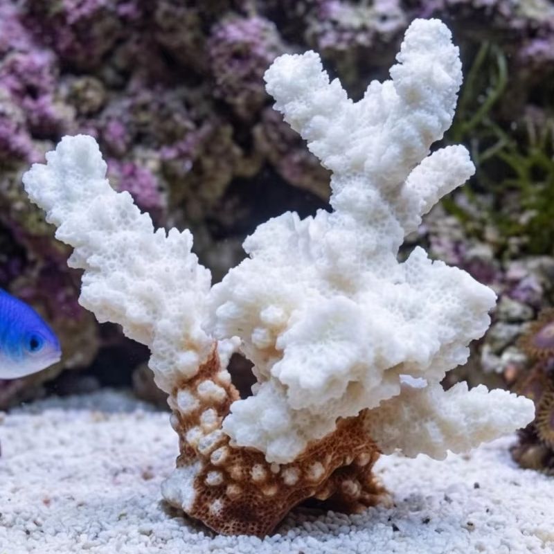 1pc Natural White Coral Cluste - Aquarium And Marine incelemesi ve fiyatı